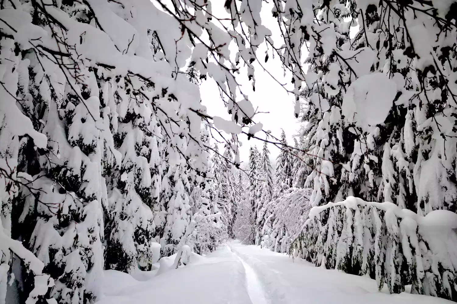 This U.S. Ski Resort Gets More Than 400 Inches of Snow a Year — and Sits on an Active Volcano